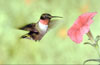 foto di colibri