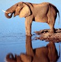foto di elefante