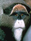 foto di scimmia